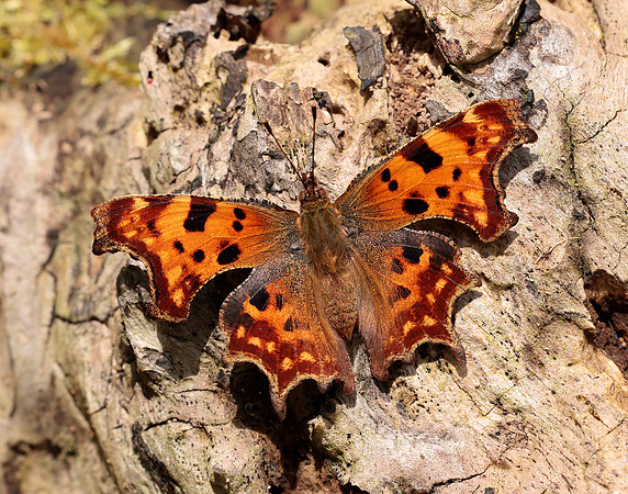 Comma Polygonia c-album