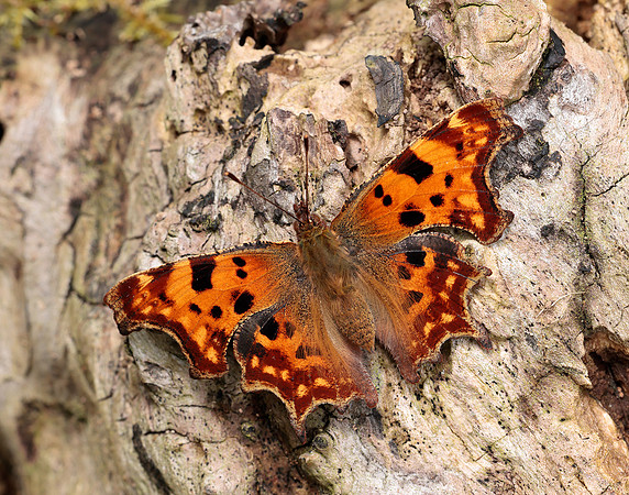 Comma Polygonia c-album