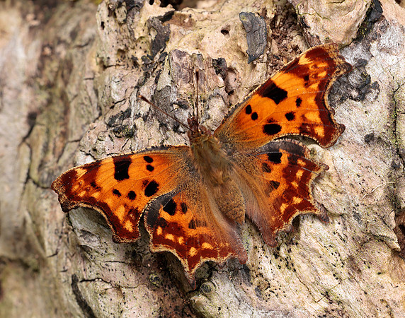 Comma Polygonia c-album