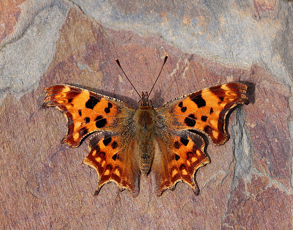 Comma Polygonia c-album