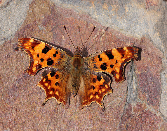 Comma Polygonia c-album