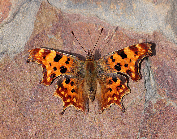 Comma Polygonia c-album