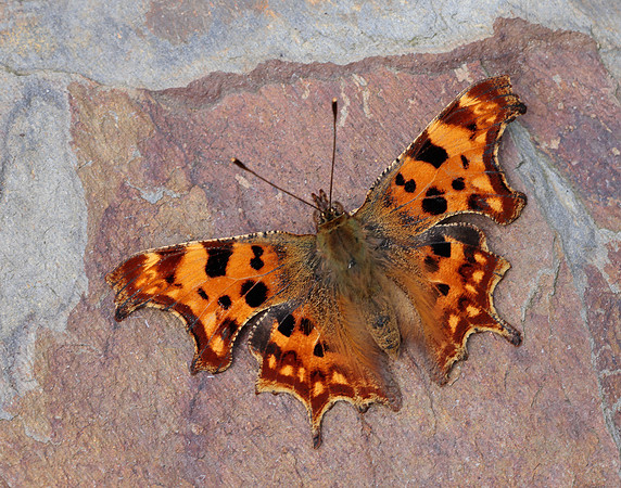 Comma Polygonia c-album