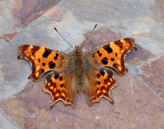 Comma Polygonia c-album