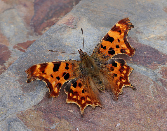 Comma Polygonia c-album