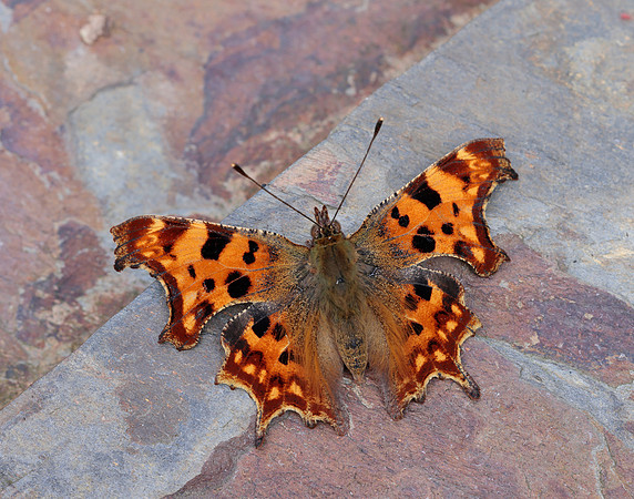 Comma Polygonia c-album