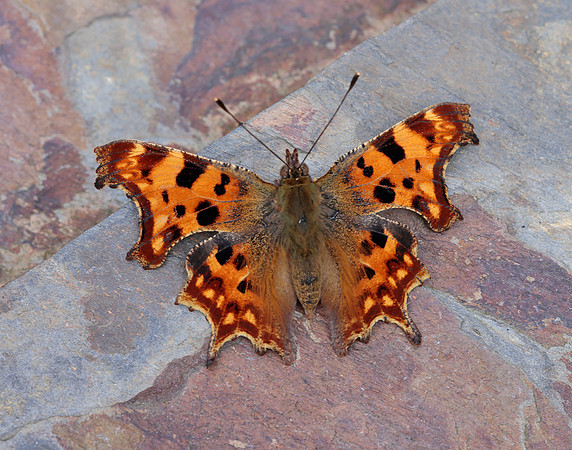 Comma Polygonia c-album