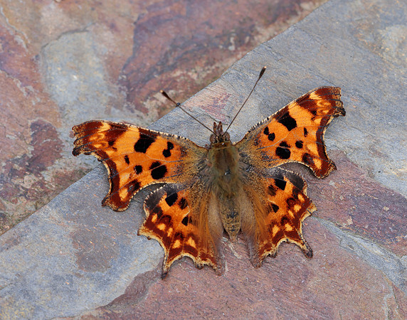 Comma Polygonia c-album