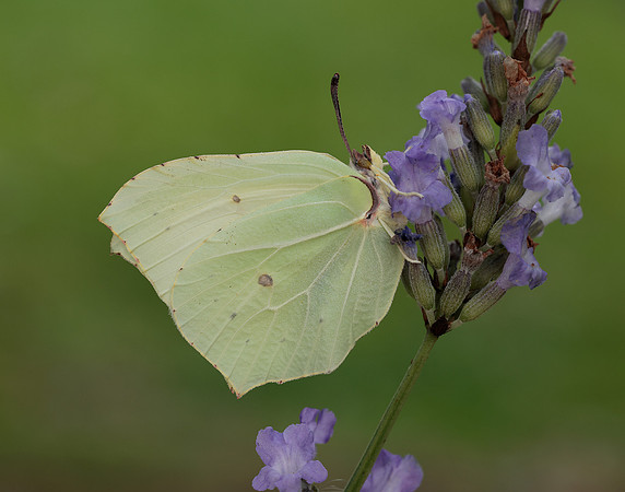 Brimstone Gonepteryx rhamni