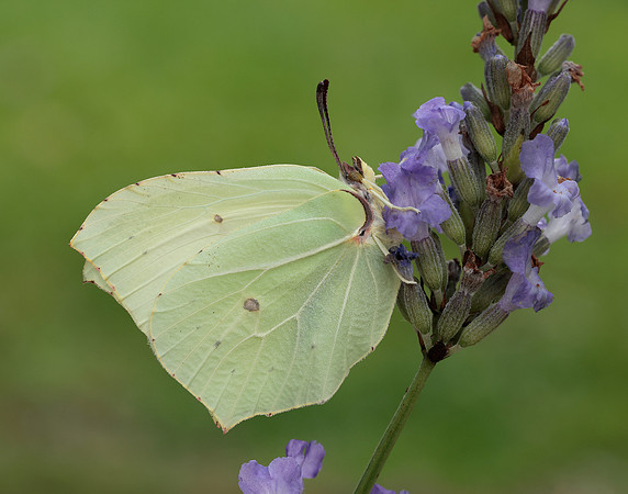 Brimstone Gonepteryx rhamni