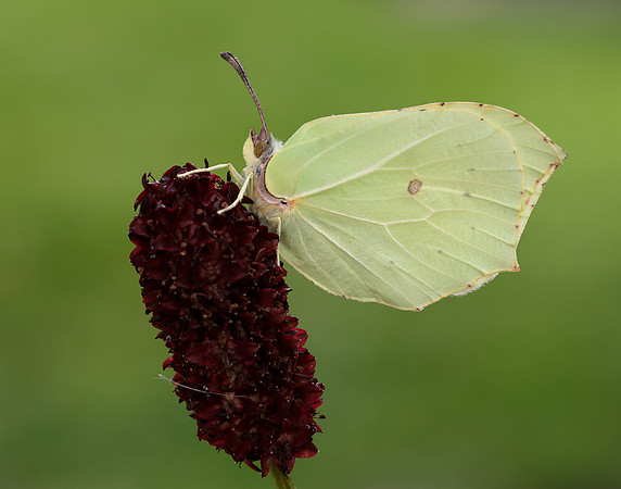 Brimstone Gonepteryx rhamni