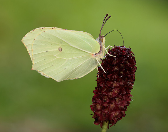 Brimstone Gonepteryx rhamni