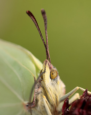 Brimstone Gonepteryx rhamni