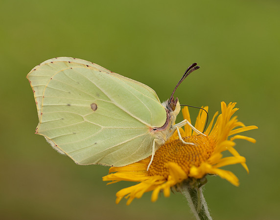 Brimstone Gonepteryx rhamni