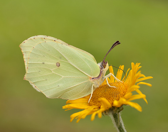 Brimstone Gonepteryx rhamni