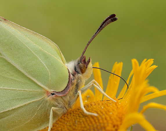 Brimstone Gonepteryx rhamni