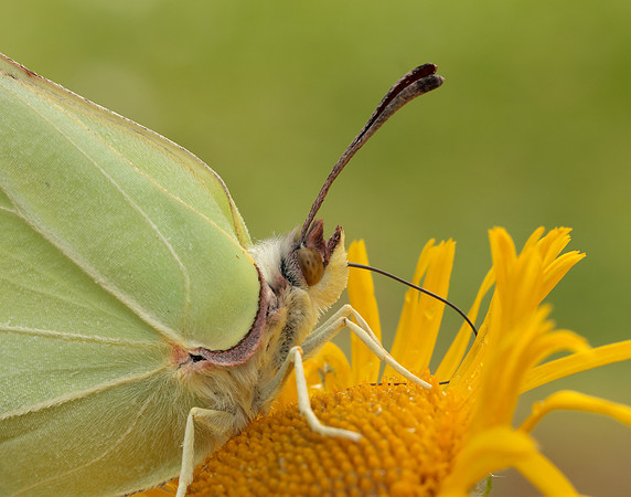 Brimstone Gonepteryx rhamni
