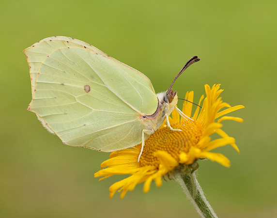 Brimstone Gonepteryx rhamni