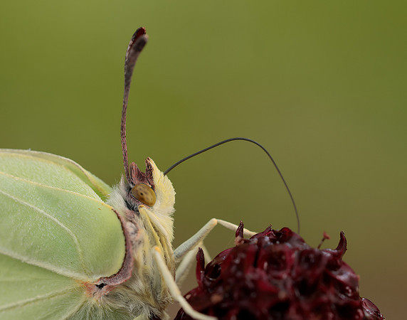 Brimstone Gonepteryx rhamni