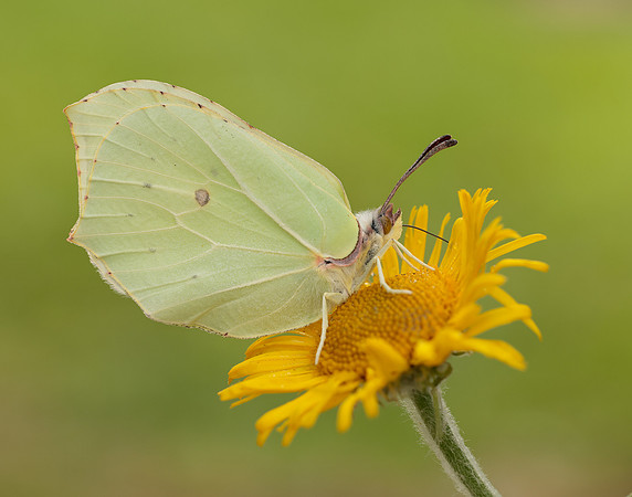 Brimstone Gonepteryx rhamni