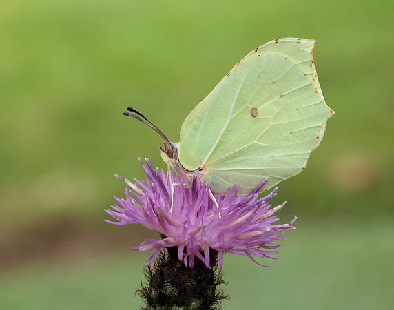 Brimstone Gonepteryx rhamni