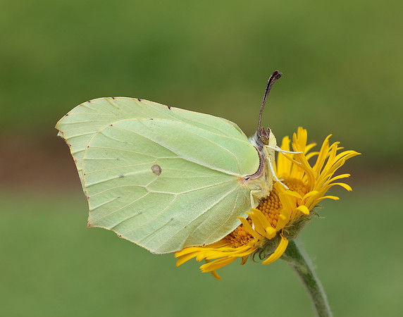 Brimstone Gonepteryx rhamni