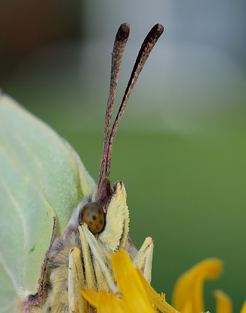 Brimstone Gonepteryx rhamni