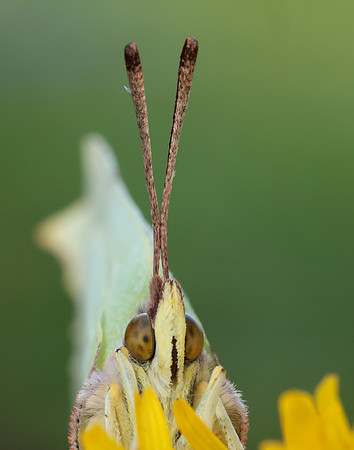Brimstone Gonepteryx rhamni