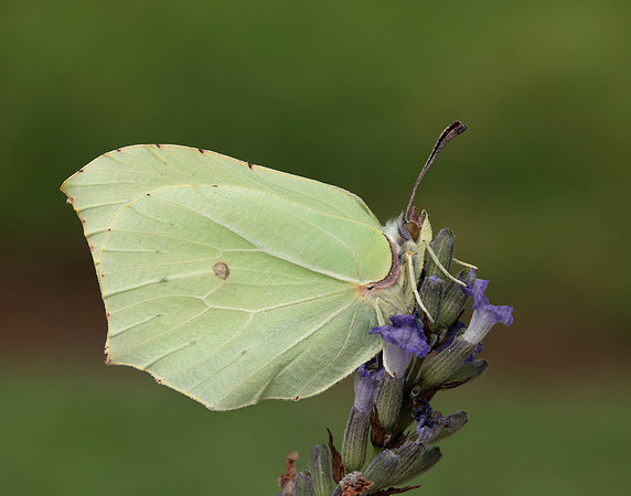 Brimstone Gonepteryx rhamni