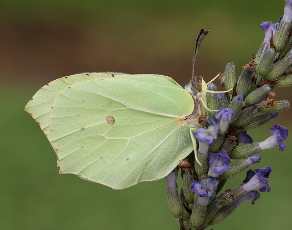 Brimstone Gonepteryx rhamni