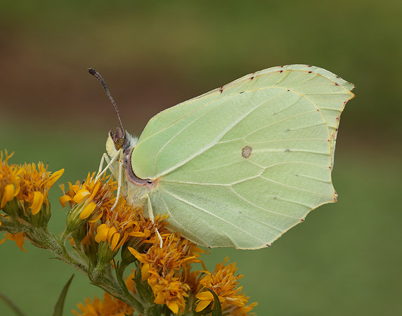 Brimstone Gonepteryx rhamni
