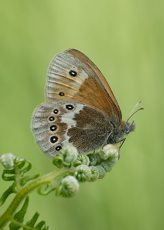 Large Heath Coenonympha tullia davus