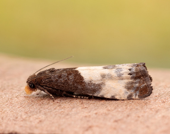 49.292 BF1174 Notocelia cynosbatella