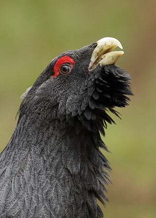 Capercaillie Tetrao urogallus