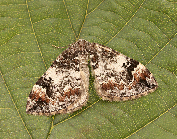 70.097 BF1764 Common Marbled Carpet Dysstroma truncata
