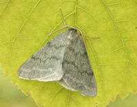 70.297 BF1665 Grass Emerald Pseudoterpna pruinata