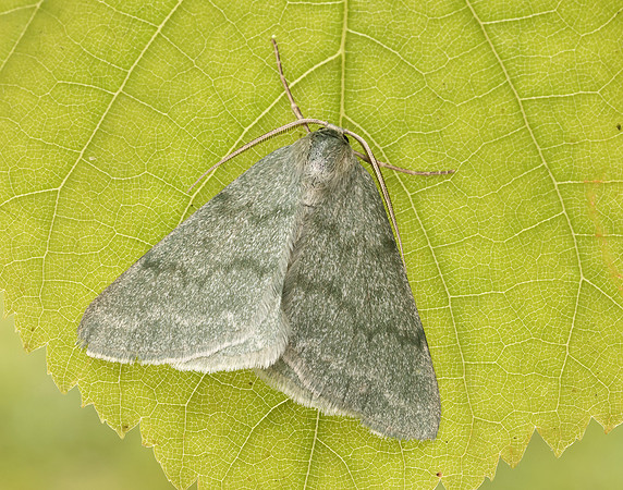 70.297 BF1665 Grass Emerald Pseudoterpna pruinata