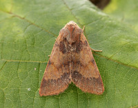 73.188 BF2265 Flounced Chestnut Agrochola helvola