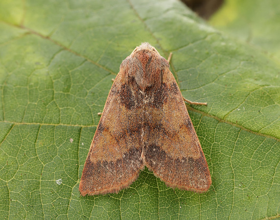 73.188 BF2265 Flounced Chestnut Agrochola helvola