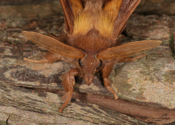 66.010 BF1640 Drinker Euthrix potatoria