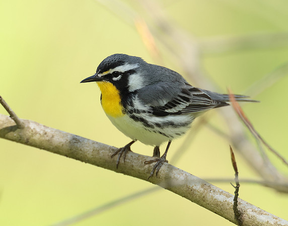 Yellow-throated Warbler  Setophaga dominica