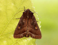 73.267 BF2160 Bright-line Brown-eye Lacanobia oleracea