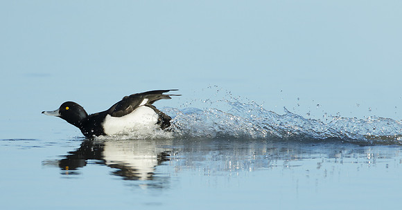 Tufted Duck Aythya fuligula