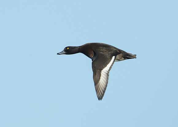 Tufted Duck Aythya fuligula