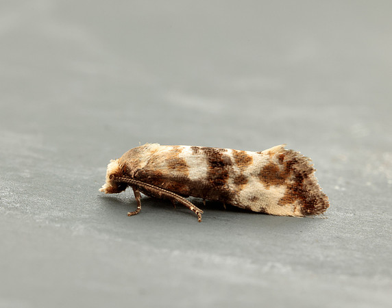 49.111 BF954 Eupoecilia angustana