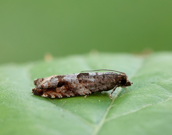 49.201 BF1117 Ancylis unguicella