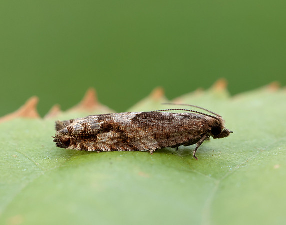 49.201 BF1117 Ancylis unguicella