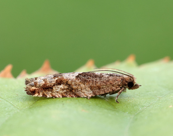 49.201 BF1117 Ancylis unguicella