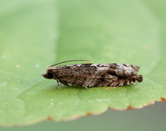 49.201 BF1117 Ancylis unguicella