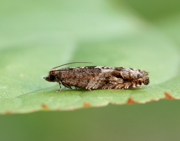 49.201 BF1117 Ancylis unguicella